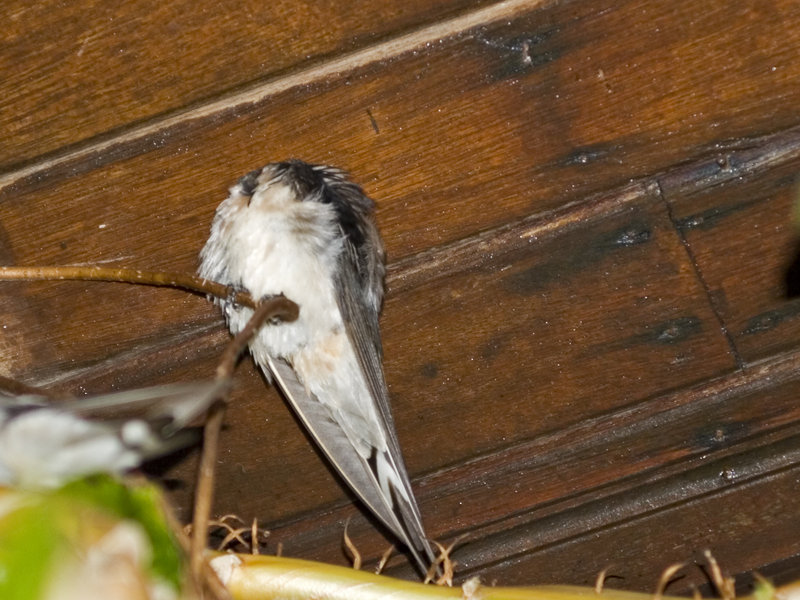 Pulau Layang Layang, Swallow
